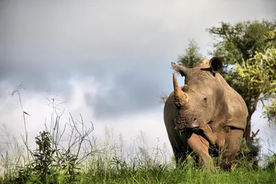 a rhino running through a field of grass at Tintswalo Safari in Manyeleti Game Reserve