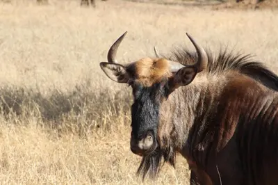 an animal with horns standing in a field at Rustic Stone Lodge in Thabazimbi