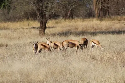 a group of antelope standing in a field of tall grass at Rustic Stone Lodge in Thabazimbi