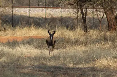 an antelope standing in a field of tall grass at Rustic Stone Lodge in Thabazimbi