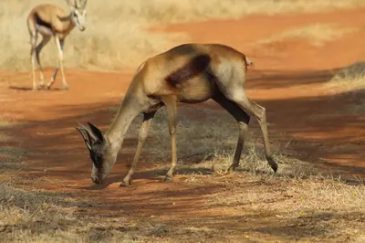a gazelle is standing on a dirt road at Rustic Stone Lodge in Thabazimbi