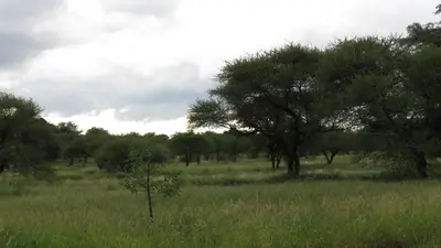 a field of tall grass with trees in the background at Parksig Self Catering in Musina