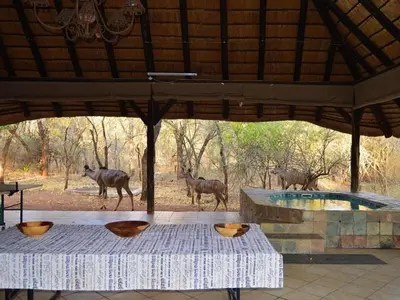 a group of animals walking around a pool at Elijara Kruger Lodge in Marloth Park
