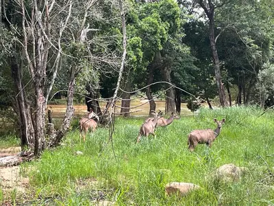 a group of deer standing in a field of grass at Blyde River Self-Catering Studios in Hoedspruit