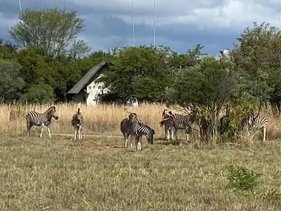 a group of zebras standing in a field at Zebula Golf and Wildlife Estate - Jackals Call Pax 8 - Moi Signature Luxury villa in Mabula