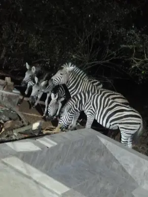 two zebras are standing next to each other at Le Lion Dort in Marloth Park