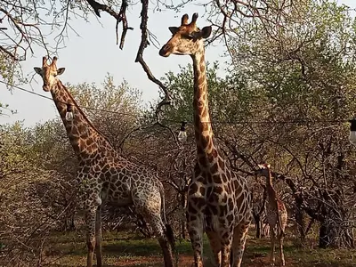 a group of giraffes standing next to some trees at Le Lion Dort in Marloth Park