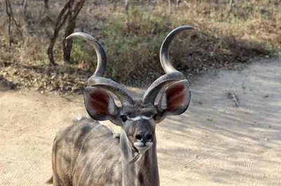 a gazelle with large horns standing on a dirt road at Amare Cabin in the bush with all your needs! in Marloth Park