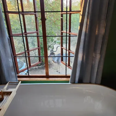 a dog looking out the window of a house at Amare Cabin in the bush with all your needs! in Marloth Park