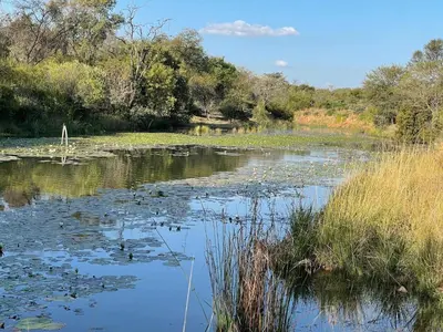a river with a bunch of ducks in the water at Halali Wilderness Private Game Ranch in Hammanskraal