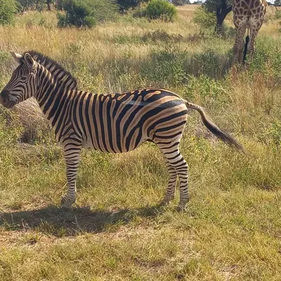 a zebra standing in a field next to a giraffe at Halali Wilderness Private Game Ranch in Hammanskraal