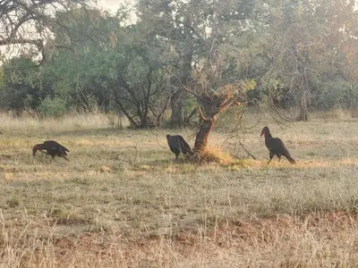 three birds walking in a field near a tree at Zebula Golf and Wildlife Estate - Giraffe Plains Pax 4 - Moi Signature Luxury villa in Mabula