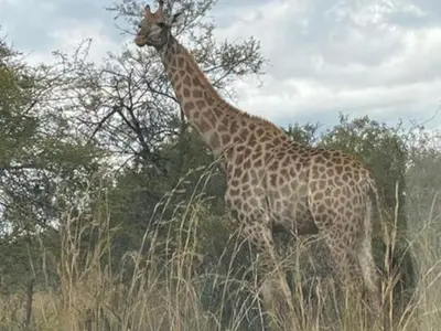 a giraffe standing in a field of tall grass at Zebula Golf and Wildlife Estate - Oryx Walkway Pax 16 - Moi Signature Luxury villa in Mabula