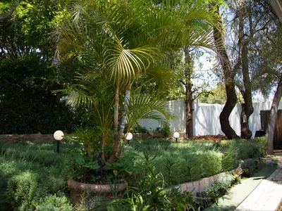 a palm tree in a pot in a garden at Milner Fashion House in Pretoria