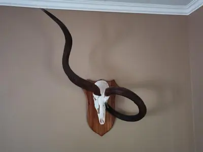 a skull and horns hanging on a wall at Marocco Lodge in Baltimore