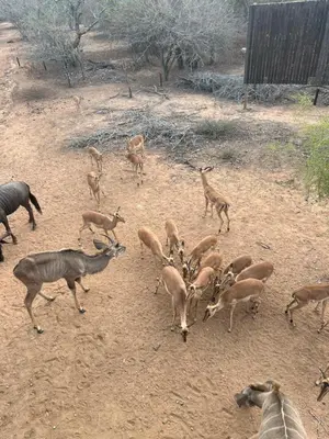 a group of deer standing in a dirt field at Vuurvliegie in Marloth Park