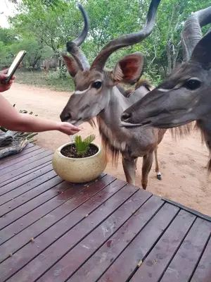 a person feeding two gazelles a plant in a bowl at Vuurvliegie in Marloth Park