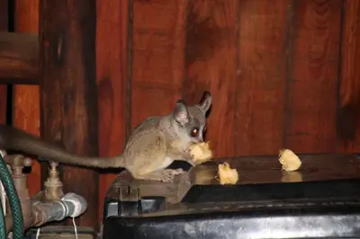 a squirrel eating food on top of a table at Sonbesie in Marloth Park