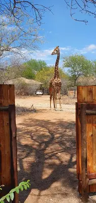 a giraffe is standing in a dirt field at Sonbesie in Marloth Park
