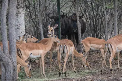 a group of deer standing in the woods at 5 Sleeper Bushcamp Chalet Hartbeespoort in Hartbeespoort