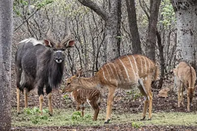 a group of animals standing in the woods at 5 Sleeper Bushcamp Chalet Hartbeespoort in Hartbeespoort