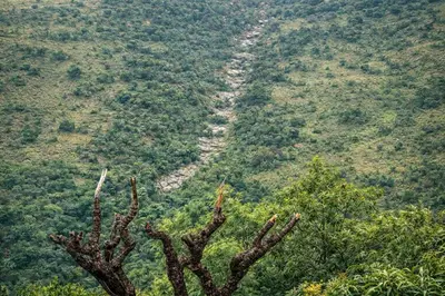 a tree in the foreground with a road in the background at 5 Sleeper Bushcamp Chalet Hartbeespoort in Hartbeespoort