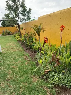 a row of plants next to a yellow wall at Bobirwa Resort & Accomodation in Polokwane