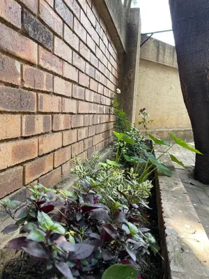 a garden with plants next to a brick wall at Thorntree Self Catering Apartment, Witbank in Witbank