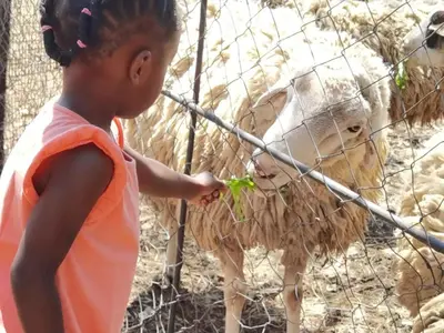 a young girl feeding a sheep through a fence at Lunford Garden Cottage in Rayton