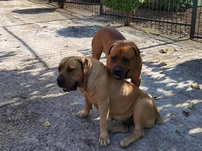 two brown dogs sitting next to each other at Lunford Garden Cottage in Rayton