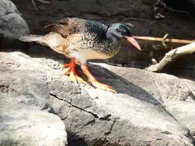 a bird is standing on a rock at Blyde River Cabins in Hoedspruit