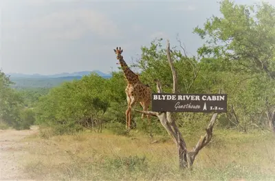 a giraffe standing next to a sign on a dirt road at Blyde River Cabins in Hoedspruit
