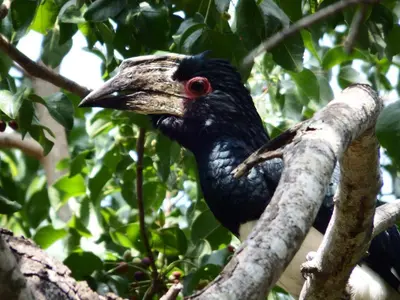 a black bird sitting on a tree branch at Blyde River Cabins in Hoedspruit