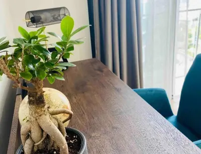 a potted plant sitting on top of a wooden table at Views on the six in Midrand