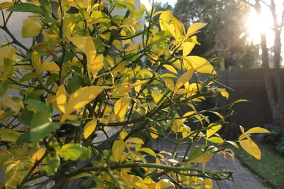a tree with yellow leaves with the sun behind it at Richtershuyz Luxury Accommodation in Pretoria