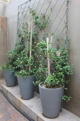 three plants in pots on a ledge next to a fence at Richtershuyz Luxury Accommodation in Pretoria