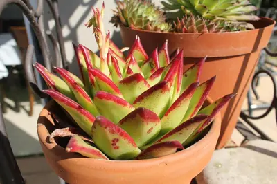two potted plants are sitting on a bench at Richtershuyz Luxury Accommodation in Pretoria