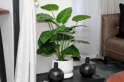 a plant in a white vase on a table at Sublime - By LaSerene - Carlswald in Midrand