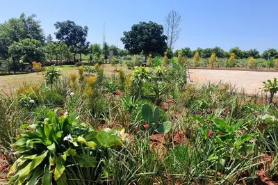 a field of plants with a road in the background at The Acres Home in White River