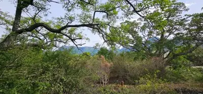 an elephant walking through the brush and trees at Marepe Flora Mountain View in Kampersrus AH