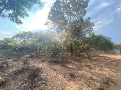 a tree in the middle of a field with trees at Vlakkieskraal FarmStay - Bosvark Cabin in Bela-Bela