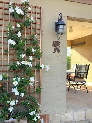 a vine of white flowers on the side of a house at Private room Skyfall Country Estate in Polokwane