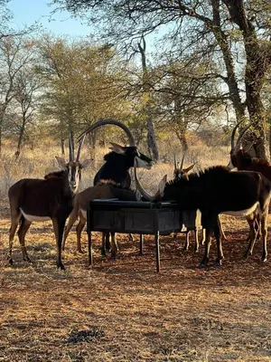 a group of animals standing around a water trough at Winterfell Lephalale Lodge in Lephalale