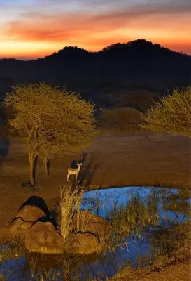 a goat standing next to a small pond in a field at Sable Ranch Thaba Khaya Lodge in Brits