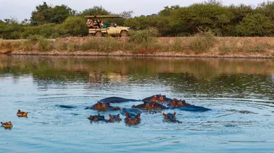 a group of animals swimming in a body of water at Sable Ranch Thaba Khaya Lodge in Brits