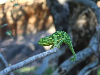 a small green lizard on a branch at Sable Ranch Thaba Khaya Lodge in Brits