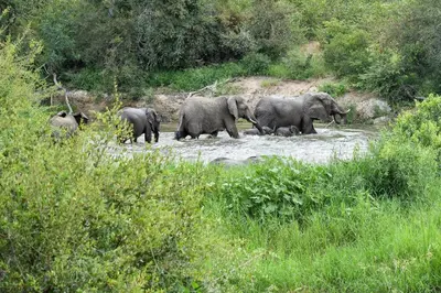 a herd of elephants walking across a river at Simbavati Hilltop Lodge in Timbavati Game Reserve