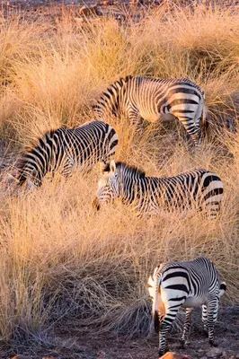 a group of zebras grazing in the tall grass at Simbavati Hilltop Lodge in Timbavati Game Reserve