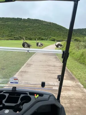 a group of birds walking down a road at De Marea villa in Naboomspruit