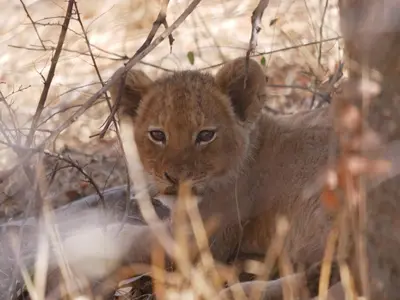 a baby lion cub sitting in the grass at Mbizi Bush Lodge in Grietjie Nature Reserve